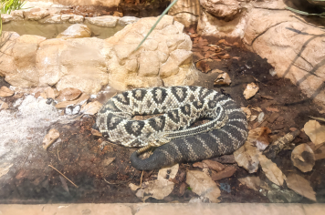 Foto - Passeio Zoológico 15/10/2025
