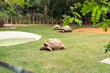 Foto - Passeio Zoológico 15/10/2025