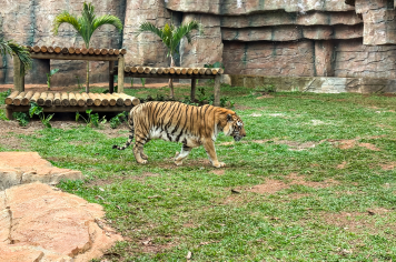 Foto - Passeio Zoológico 15/10/2025