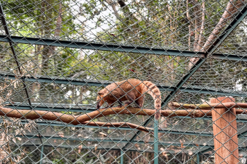 Foto - Passeio Zoológico 15/10/2025