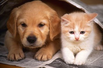 Vacinação contra Raiva para Cães e Gatos