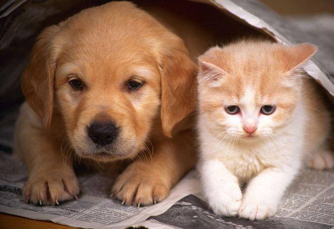 Vacinação contra Raiva para Cães e Gatos