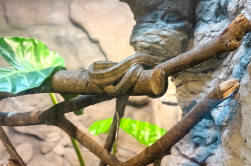 Foto - Passeio Zoológico 15/10/2025