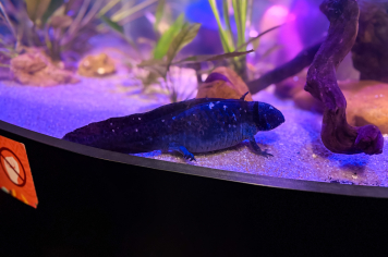 Foto - Passeio Zoológico 15/10/2025