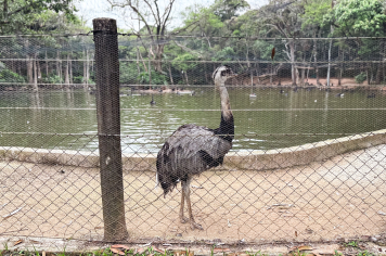 Foto - Passeio Zoológico 15/10/2025