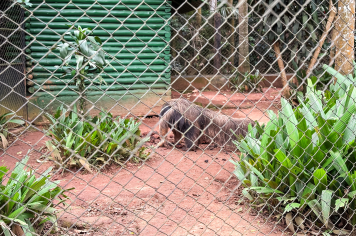 Foto - Passeio Zoológico 15/10/2025